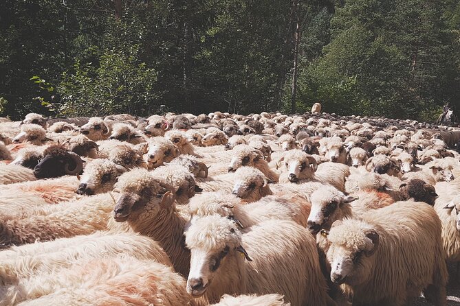 13 Days Private Tour in Romania from Bucharest - Salt air and wooden artistry: Turda Salt Mine, Borza Botanical Garden, Surdesti Church