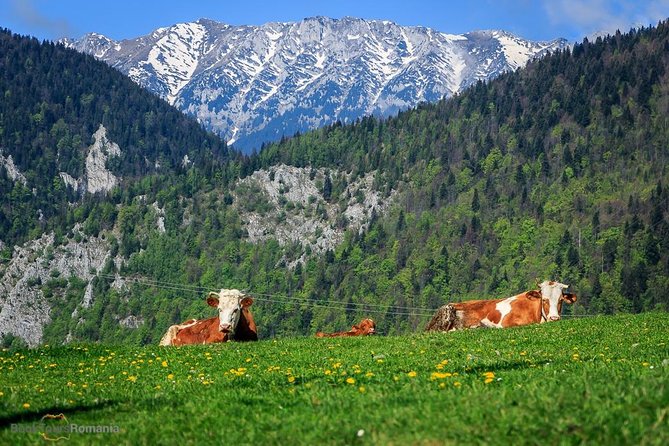 3-Day Tour from Bucharest: Transylvania Villages and Medieval Towns - Comfort, lodging, and what your morning budget actually looks like