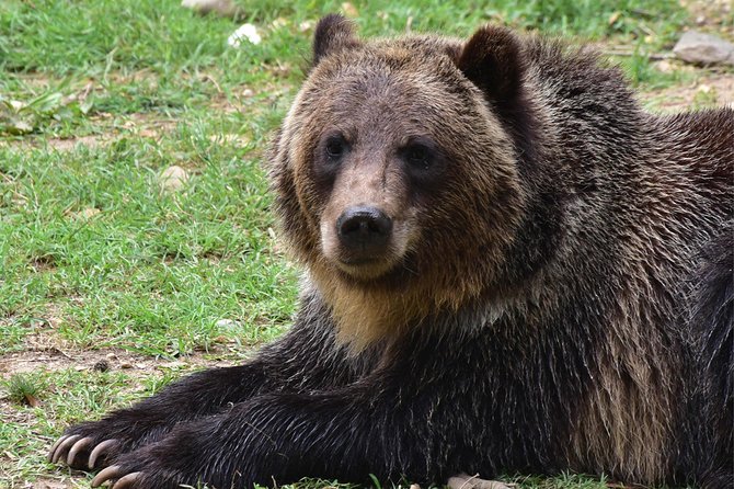 Bear Sanctuary and Dracula's Castle, 1-day Private Tour - Libearty Bear Sanctuary Zarnesti: breakfast, rehab, and practical photo time