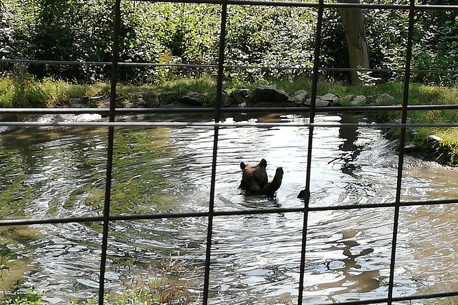 Bear Sanctuary and Dracula's Castle, 1-day Private Tour - The drive, timing, and why private feels calmer on this route