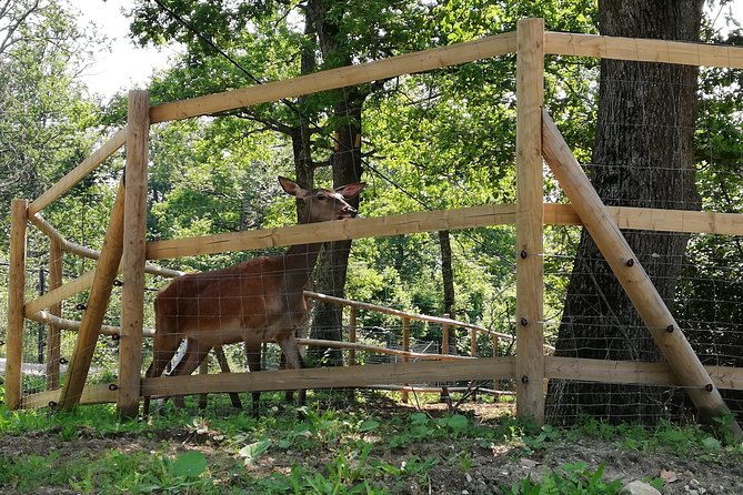 Bear Sanctuary and Dracula's Castle, 1-day Private Tour - Who should book this tour, and who should skip it