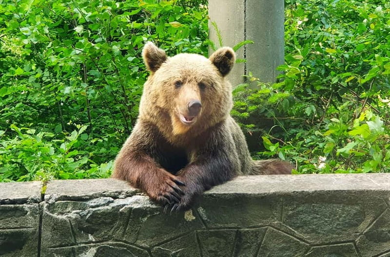 Bear Sanctuary, Dracula's Castle and Brasov | Private Tour - Key Highlights You Will Feel Immediately