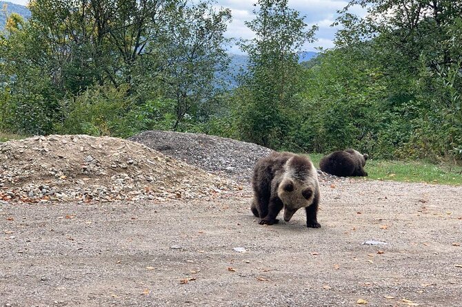 Bear Sanctuary & Rasnov Fortress - Private day tour from Bucharest - Libearty Bear Sanctuary Zarnesti: More Than a Ticket, a New Life in the Forest