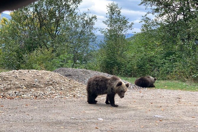 Bear Sanctuary & Rasnov Fortress - Private day tour from Bucharest - Timing, Comfort Stops, and Lunch: What You Should Plan for