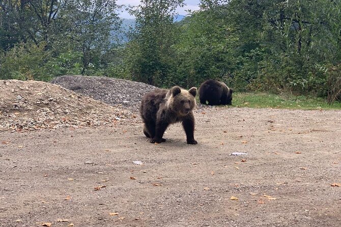 Bear Sanctuary & Rasnov Fortress - Private day tour from Bucharest - Photo Opportunities and What to Focus On