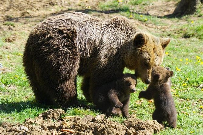 Bear Sanctuary & Rasnov Fortress - Private day tour from Bucharest - Price and Value: What You’re Really Paying For