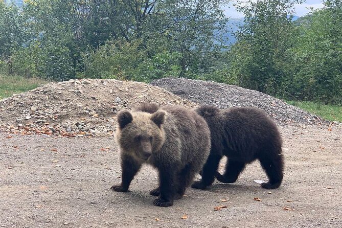Bear Sanctuary & Rasnov Fortress - Private day tour from Bucharest - Who This Tour Fits Best (And Who Might Want a Different Plan)