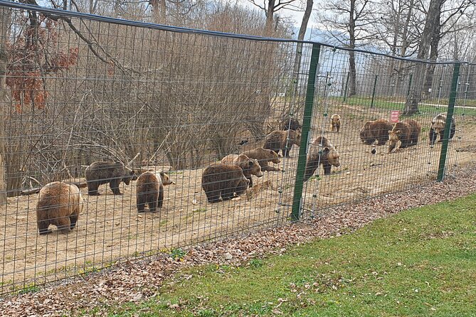 Bears Sanctuary, Dracula Castle and Brasov City - Full Day Trip from Bucharest - A 10 to 12 hour Bucharest day trip, built for variety