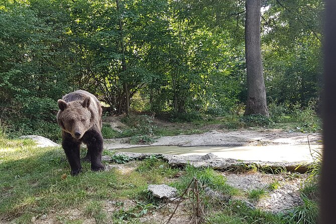 Bears Sanctuary, Dracula Castle and Brasov City - Full Day Trip from Bucharest - Should you book it?