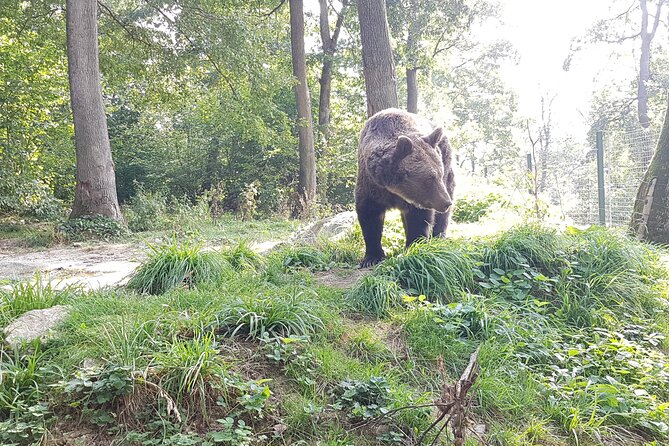 Bears Sanctuary, Dracula Castle and Brasov City - Full Day Trip from Bucharest - Bran Castle, Dracula’s Castle: the fiction is famous, the place is real