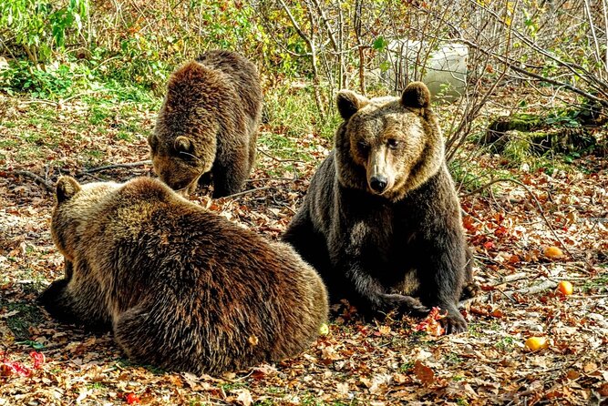 Bears Sanctuary, Dracula's Castle and Brașov City - Private Tour - Bran Castle, Dracula’s Castle: how to enjoy it beyond the gimmick