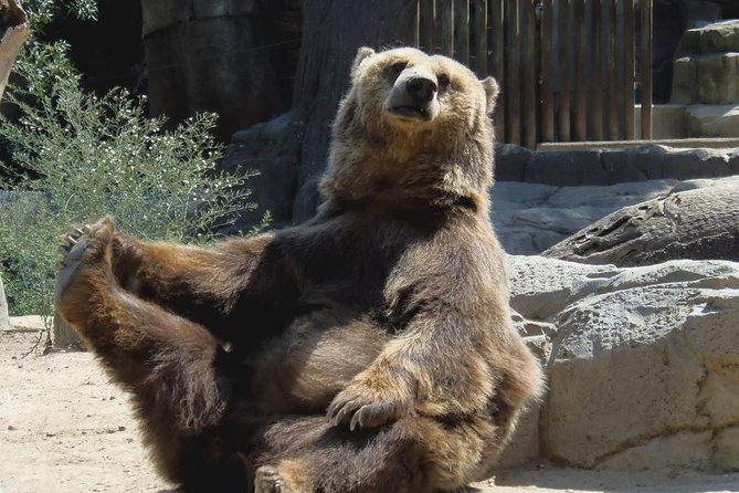 Bears Sanctuary, Dracula's Castle, Brasov Day Trip Private Tour from Bucharest - A private Bucharest-to-Transylvania circuit that saves your energy