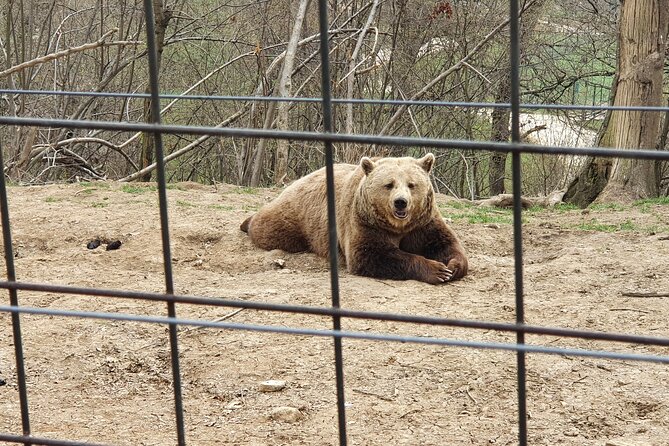Bears Sanctuary, Dracula's Castle, Brasov Day Trip Private Tour from Bucharest - Timing and transportation: why leaving around 7:00 is a big deal