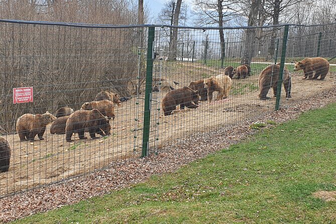 Bears Sanctuary, Dracula's Castle, Brasov Day Trip Private Tour from Bucharest - Who this is best for, and who should think twice