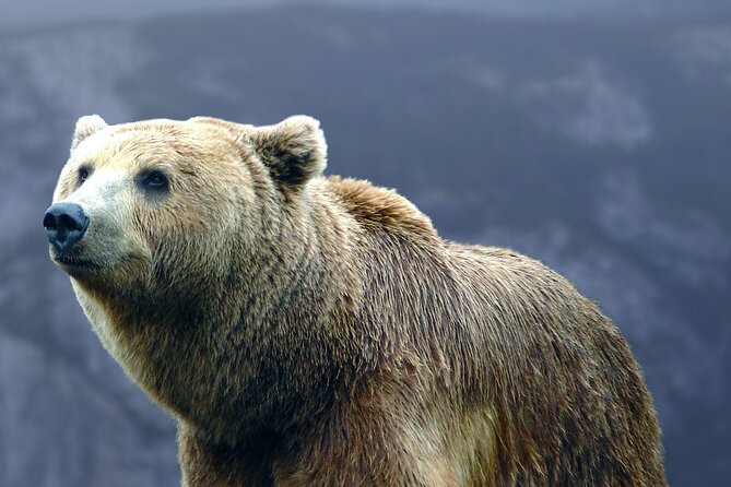 Bears Sanctuary, Dracula's Castle, Brasov Day Trip Private Tour from Bucharest - Liberty Bear Sanctuary Zarnesti: close-up bears, with the emotions turned on