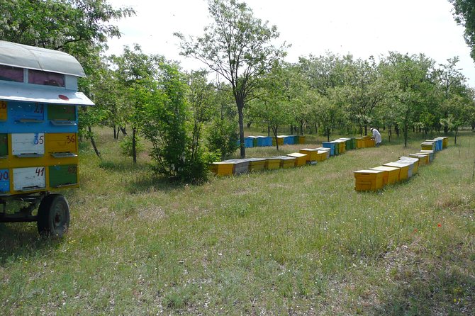Bees Adventure in Romania - Private Day Trip from Bucharest - Timing, Comfort, And How To Get The Most Out Of A 10 To 12 Hour Day