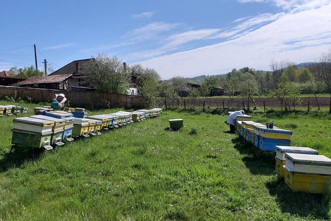 Bees Adventure in Romania - Private Day Trip from Bucharest - Price And Value: What $289.40 Per Person Really Buys