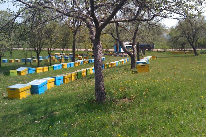 Bees Adventure in Romania - Private Day Trip from Bucharest - What You’ll See: Bee Behavior, Hive Basics, And Real Work
