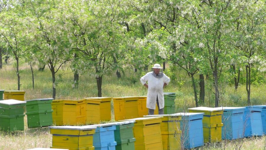Bees in Romania - Private Beekeeping Lesson and Local Lunch - Harvest Demonstration: Seeing How Bee Products Are Collected