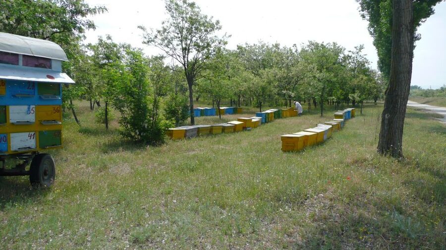 Bees in Romania - Private Beekeeping Lesson and Local Lunch - Who This Tour Suits Best (and Who Should Skip It)