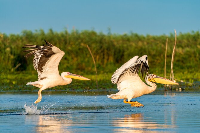 Bird watching in Danube Delta - Private day tour from Bucharest - From Bucharest to UNESCO wetlands, without the hassle