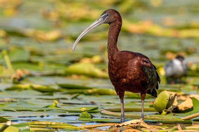Bird watching in Danube Delta - Private day tour from Bucharest - Your 12-hour day, built around 6 hours of boat time