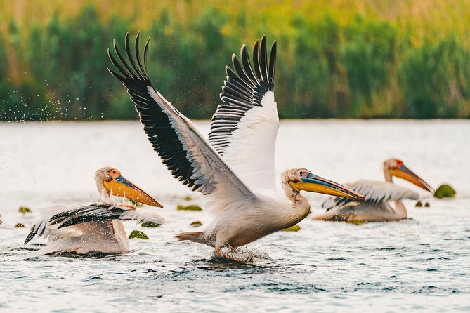 Bird watching in Danube Delta - Private day tour from Bucharest - The Danube Delta scenery: canals, lakes, and real wetland detail