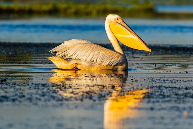 Bird watching in Danube Delta - Private day tour from Bucharest - Entering the Danube Delta: what you’re actually looking for