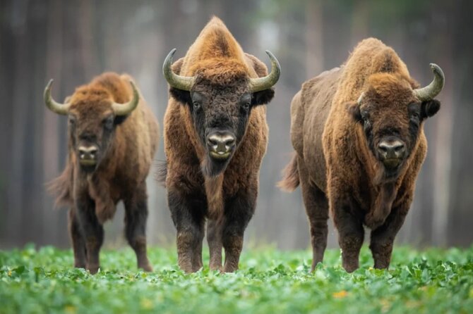 Bison Sanctuary, Vlad the Impaler Princely Court & Dracula Grave - Key highlights you should care about