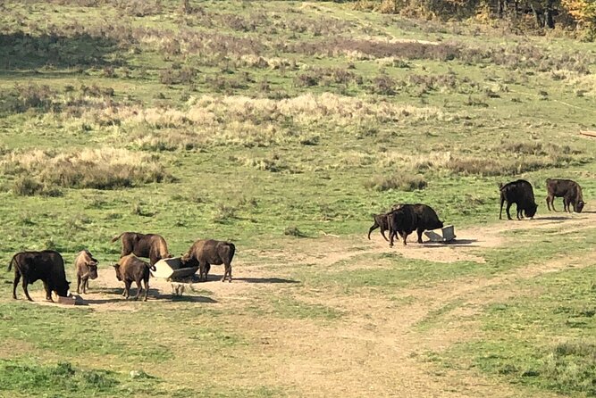 Bison Sanctuary, Vlad the Impaler Princely Court & Dracula Grave - Snagov Monastery and the symbolic Dracula grave