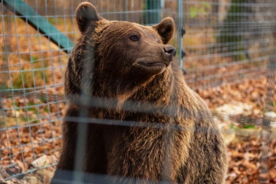 Bucharest: Bran Castle and Bear Sanctuary Small-Group Tour - Key highlights to look for
