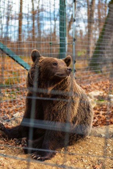 Bucharest: Bran Castle and Bear Sanctuary Small-Group Tour - Who should book this day trip, and who might skip it