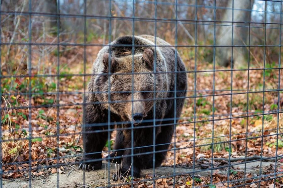 Bucharest: Bran Castle and Bear Sanctuary Small-Group Tour - Practical tips so your day feels smooth