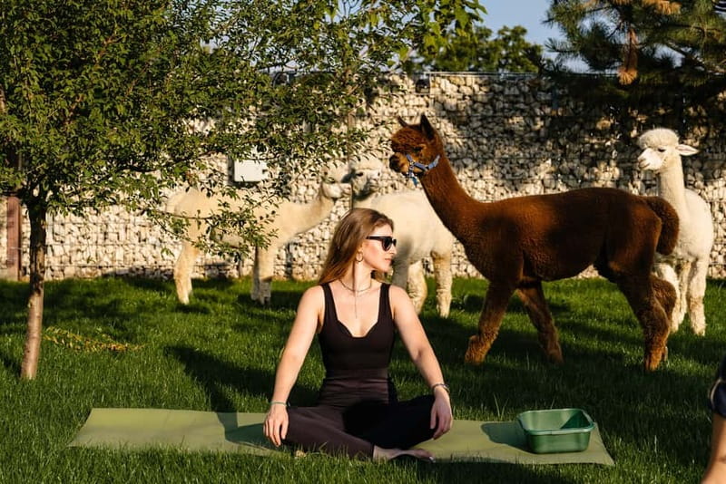 Bucharest: Day Trip at the The Tribe Alpaca Retreat - Key highlights I’d bet you’ll care about