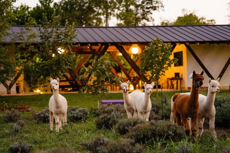 Bucharest: Day Trip at the The Tribe Alpaca Retreat - The 3-hour flow: meet alpacas, then lunch, then unwind