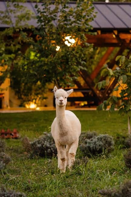 Bucharest: Day Trip at the The Tribe Alpaca Retreat - Why the lunch being included is good value