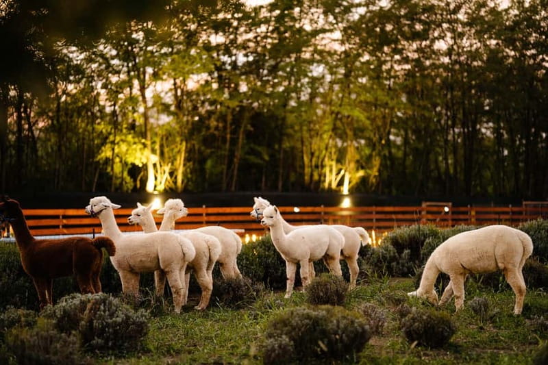 Bucharest: Day Trip at the The Tribe Alpaca Retreat - Getting to Brănești, and what “20 minutes from Bucharest” really means