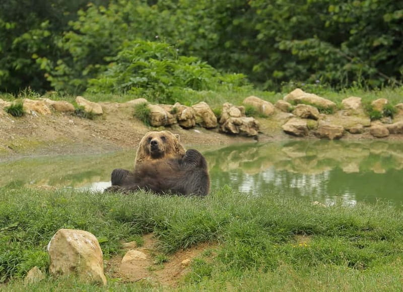 Bucharest: Day Trip to Bear Sanctuary, Bran Castle & Brasov - Why this Bucharest day trip feels like real Transylvania