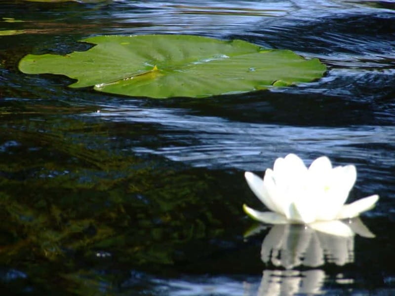 Bucharest: Day Trip to Danube Delta Small Group Premium Tour - Key highlights at a glance