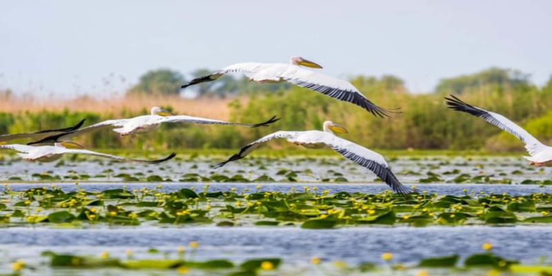 Bucharest: Day Trip to Danube Delta Small Group Premium Tour - Bucharest to Tulcea, the long transfer that sets the tone