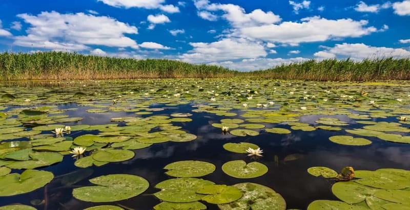 Bucharest: Day Trip to Danube Delta Small Group Premium Tour - On the speedboat, where reeds and hidden lakes turn into your main event