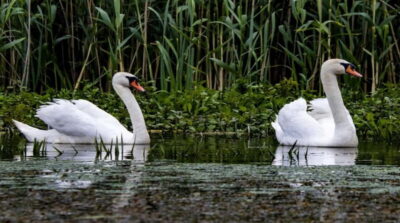 Day Trip to Danube Delta Small Group Premium Tour