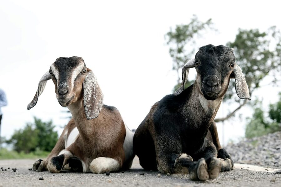 Bucharest: Ranch with Domestic Animals Day Trip - Key highlights worth your attention