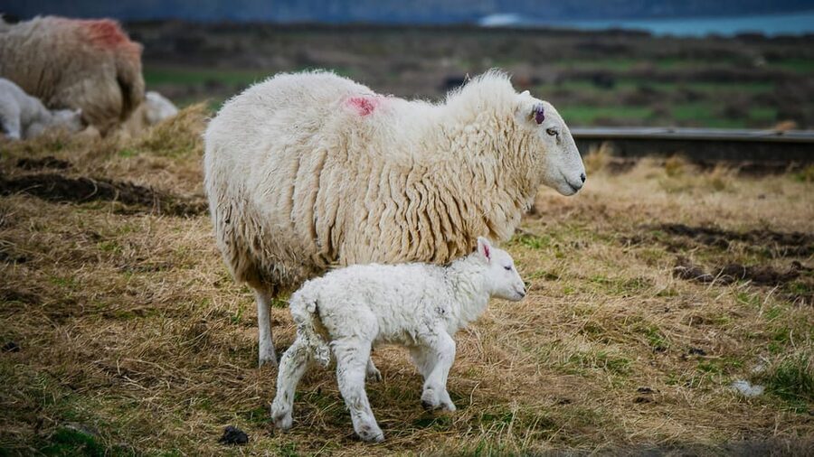Bucharest: Ranch with Domestic Animals Day Trip - What this Bucharest ranch day trip really feels like