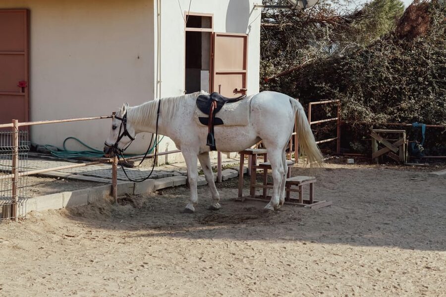 Bucharest: Ranch with Domestic Animals Day Trip - The 5-hour plan, pickup included, and why timing matters