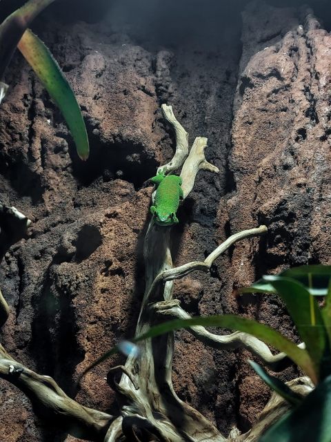 Bucharest: Reptiland Bucharest Entry Ticket - The rainforest in the middle of a busy city