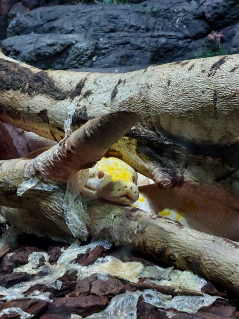 Bucharest: Reptiland Bucharest Entry Ticket - The main attractions: 40+ species in rainforest-like terrariums