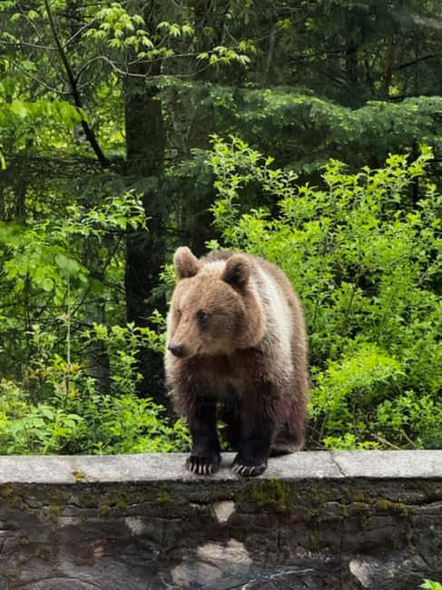 Bucharest: Top Gear Road and Wild Brown Bears Day Trip - From Volo Hotel to the mountains: what the day feels like
