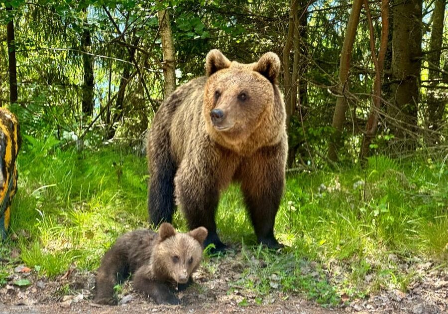 Bucharest: Top Gear Road and Wild Brown Bears Day Trip - Timing and comfort: breaks, food planning, and restroom reality