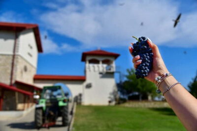 Tour The Wine Road, 2 Boutique Wineries in 1 Day